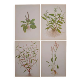 Set of 4 Geigy botanical boards
