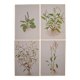 Lot de 4 planches botaniques Geigy