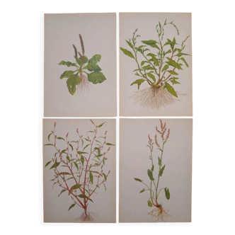 Set of 4 Geigy botanical boards