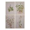 Set of 4 Geigy botanical boards