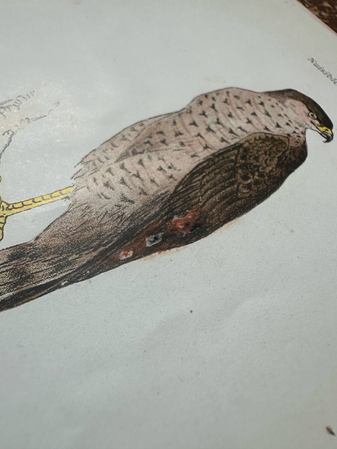 Vintage botanical board bird engraving 19th signed G Denise
