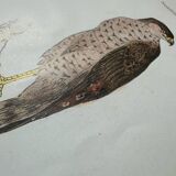 Planche botanique vintage gravure oiseau 19eme signé G Denise