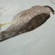 Vintage botanical board bird engraving 19th signed G Denise