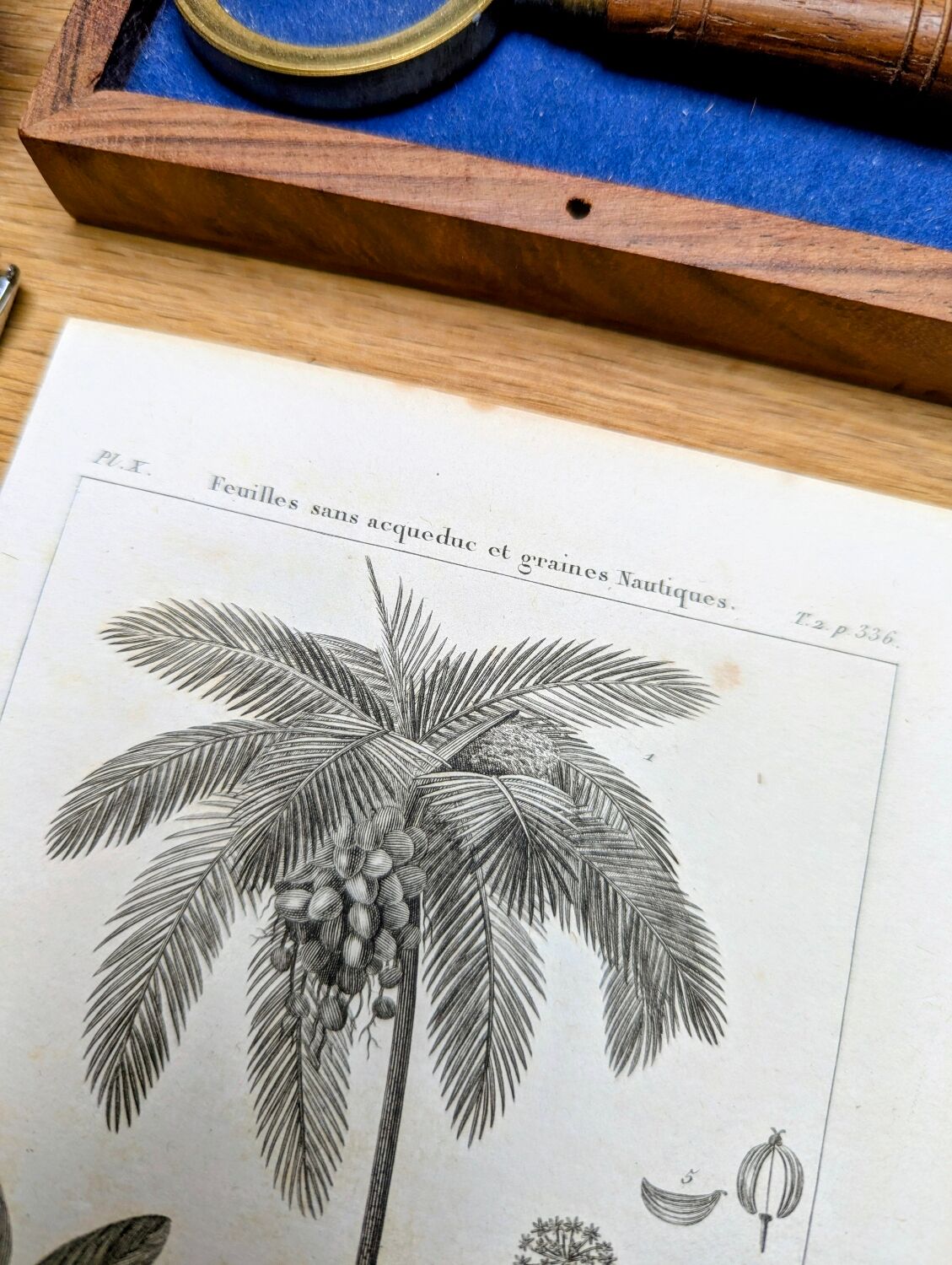 Printed in 1818, coconut tree, walnut and fennel. By Saint-Pierre.