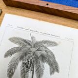 Printed in 1818, coconut tree, walnut and fennel. By Saint-Pierre.