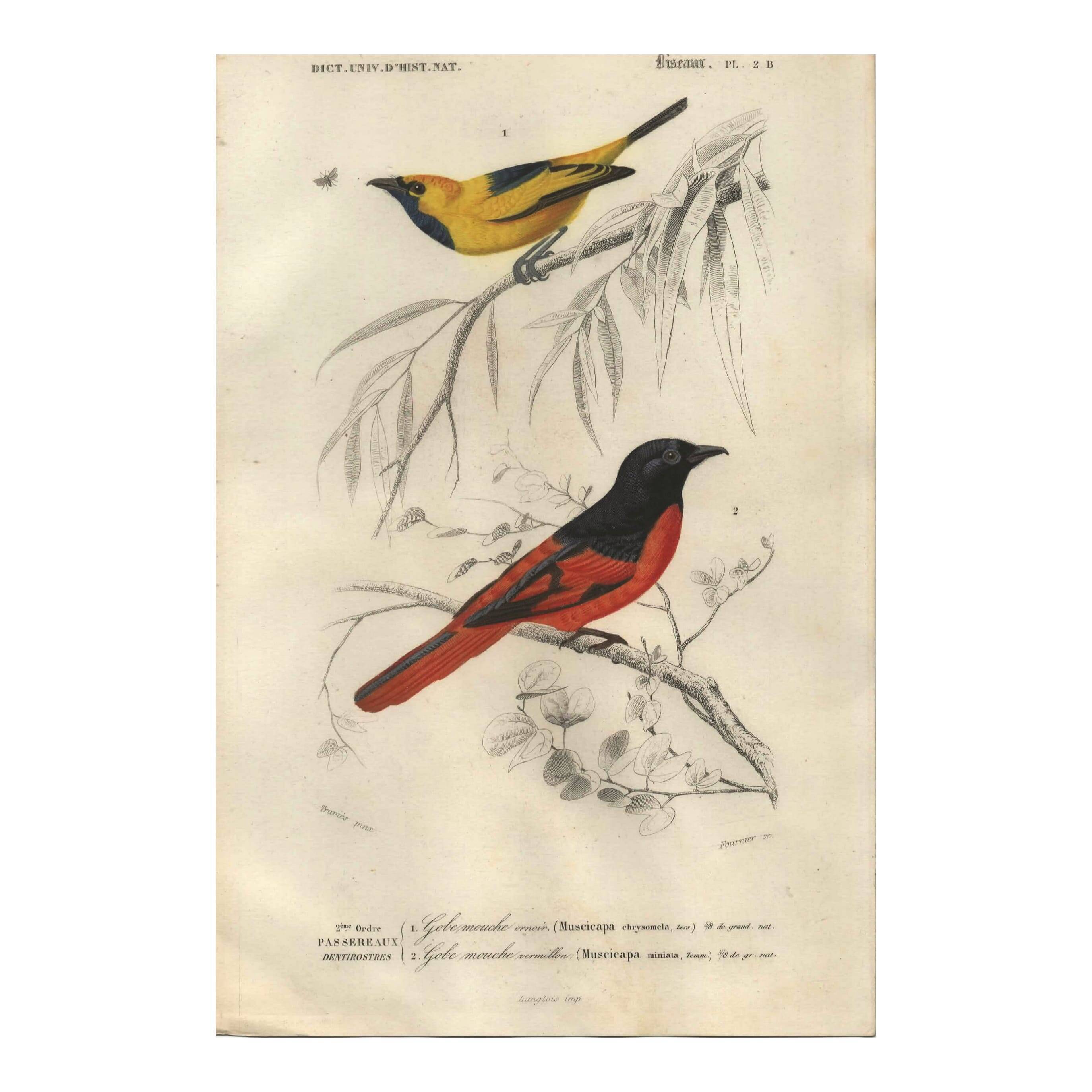 Antique engraving, 1849 - Erneir and Vermilion Flycatcher by E. Travies