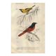 Antique engraving, 1849 - Erneir and Vermilion Flycatcher by E. Travies