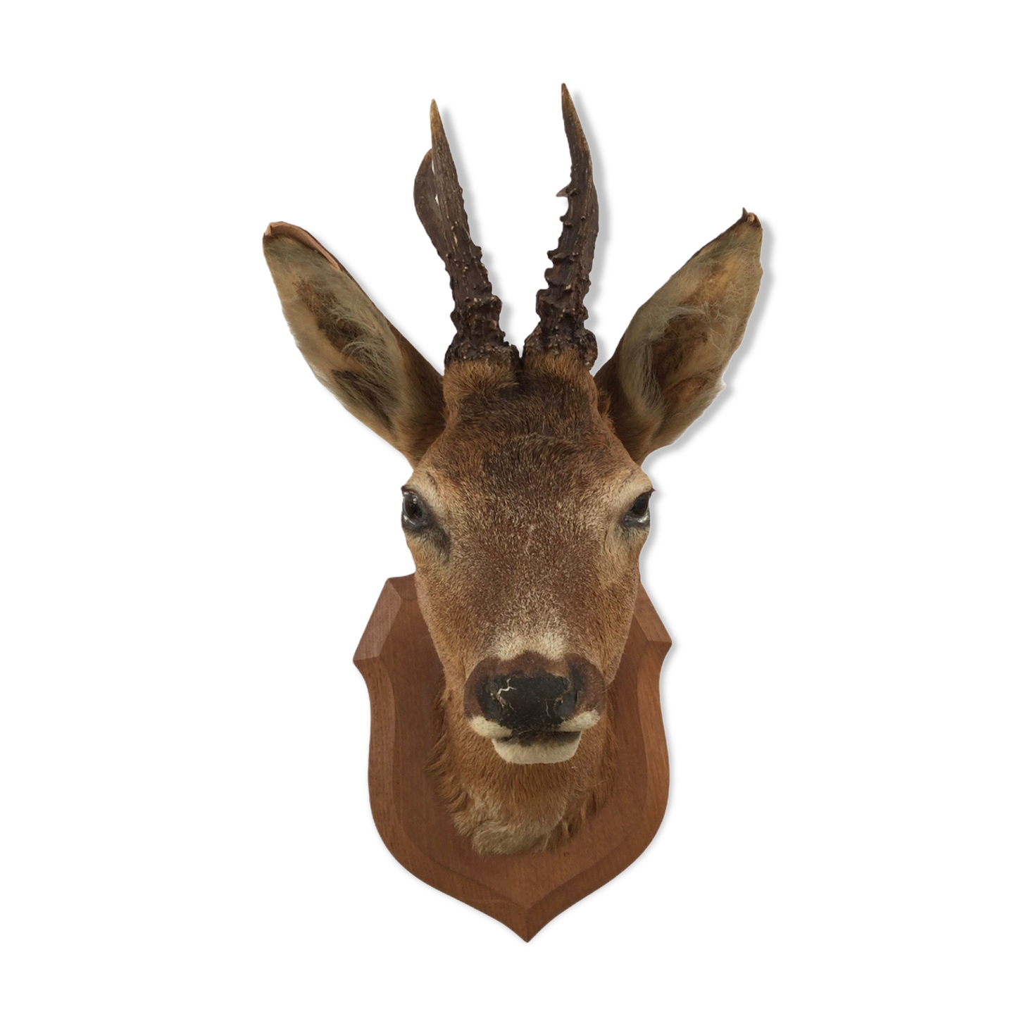 Naturalized deer head hunting trophy