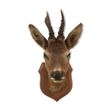 Naturalized deer head hunting trophy