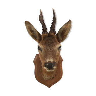 Naturalized deer head hunting trophy