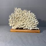 White coral