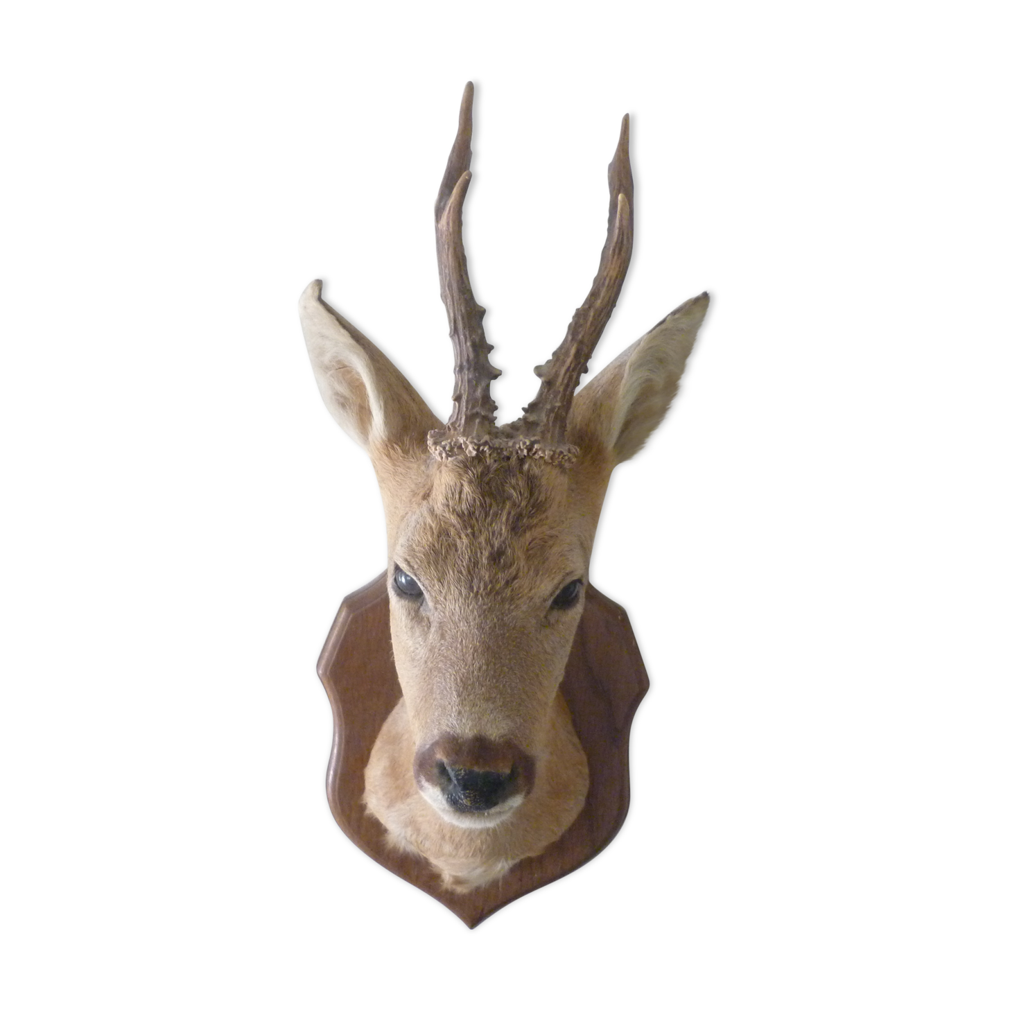 Trophee hunts deer head