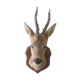 Trophee hunts deer head