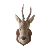 Trophée chasse tete de chevreuil