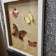 Butterfly entomology frame