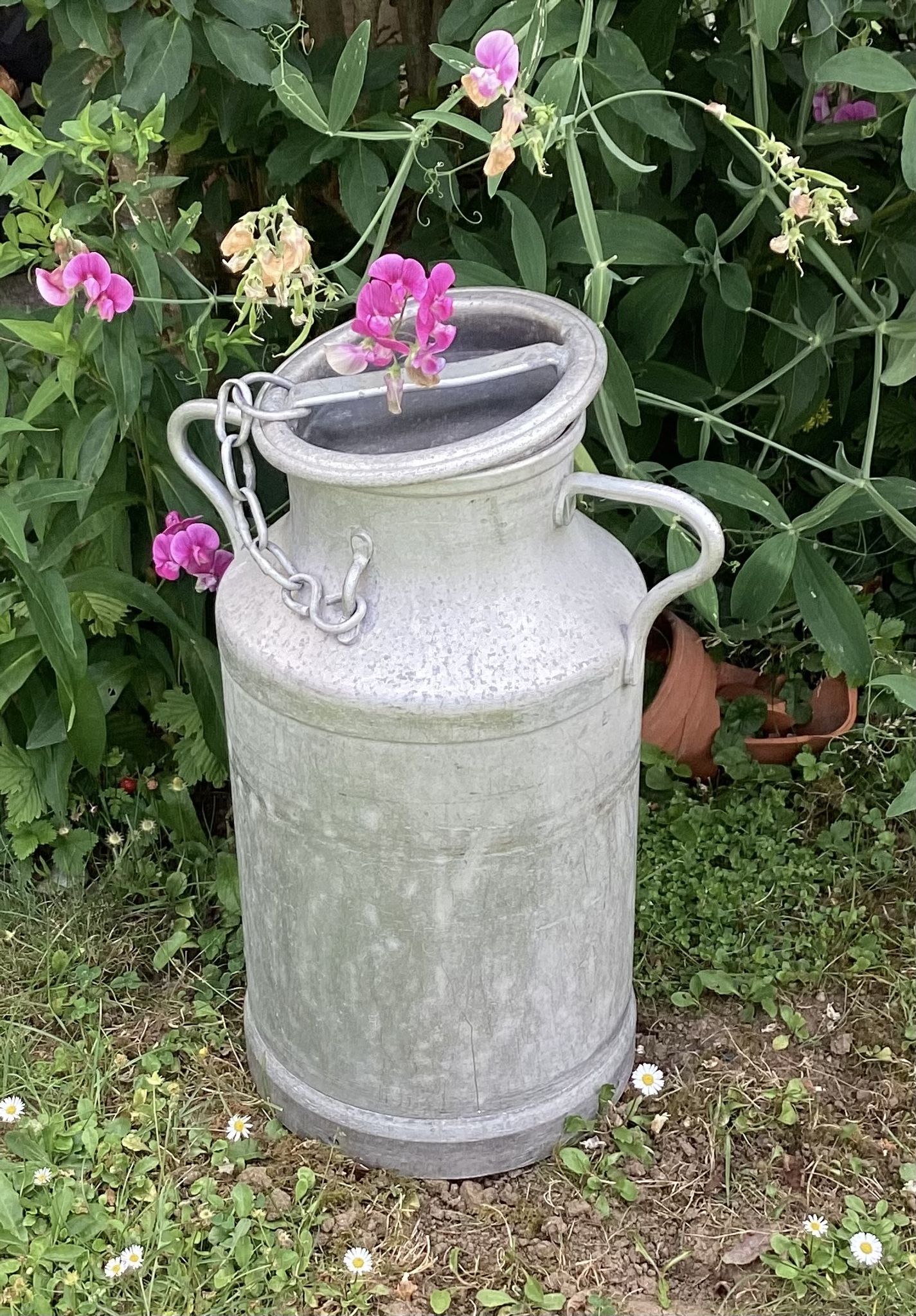 Farm milk can in aluminum stamped dimension: height -49cm- width -36cm-