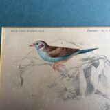 Bird engravings, bird illustration