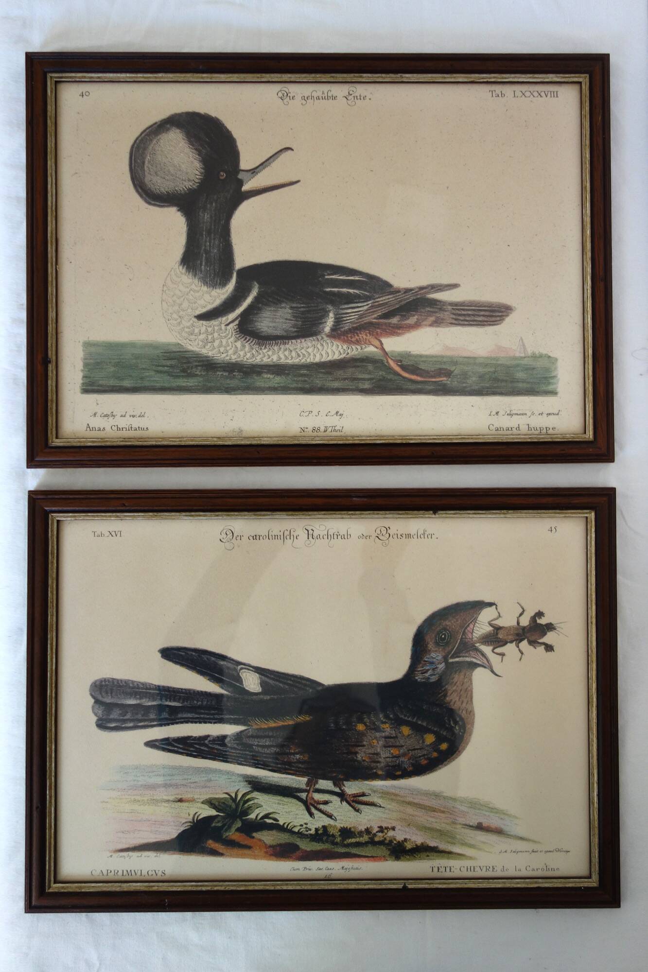 2 plates of ornithological bird engravings