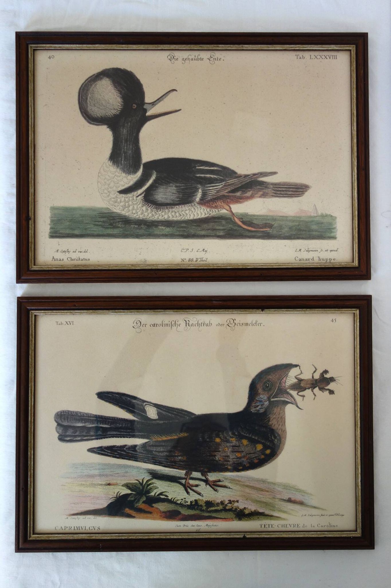 2 planches gravures ornithologiques oiseaux