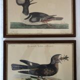 2 plates of ornithological bird engravings