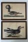 2 plates of ornithological bird engravings