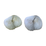 Duo corails blanc