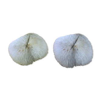 Duo corails blanc