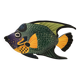Ethical decorative fish painting.