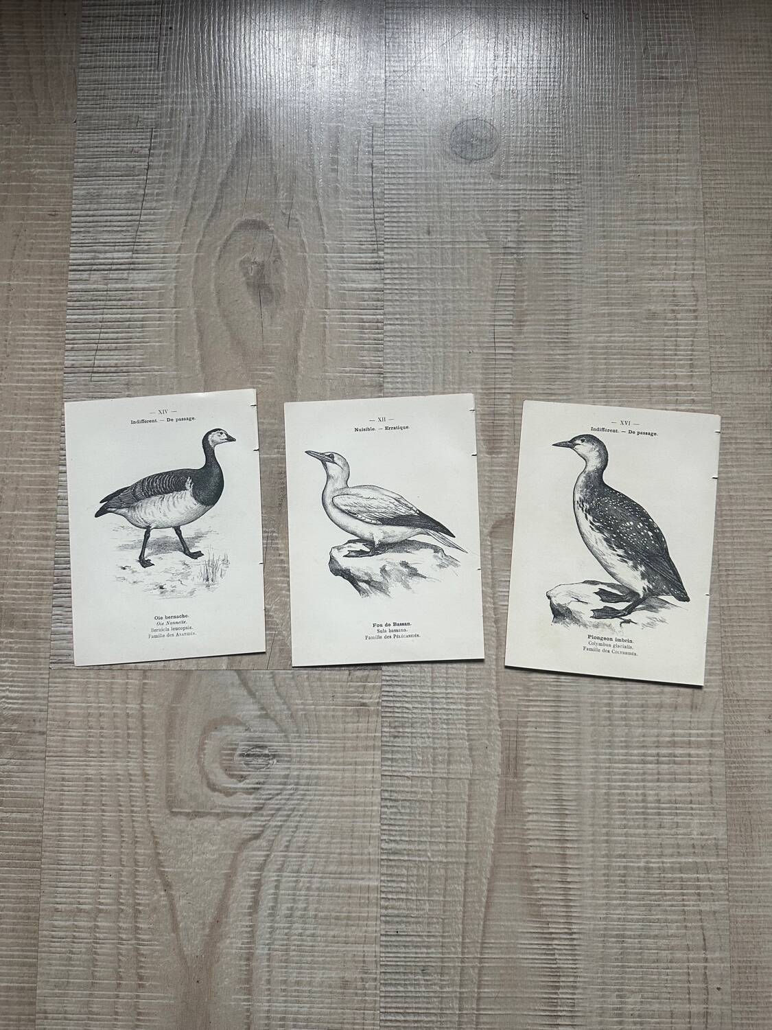 Lot of 3 old naturalist engravings botanical work vintage birds