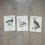 Lot of 3 old naturalist engravings botanical work vintage birds