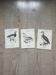 Lot of 3 old naturalist engravings botanical work vintage birds