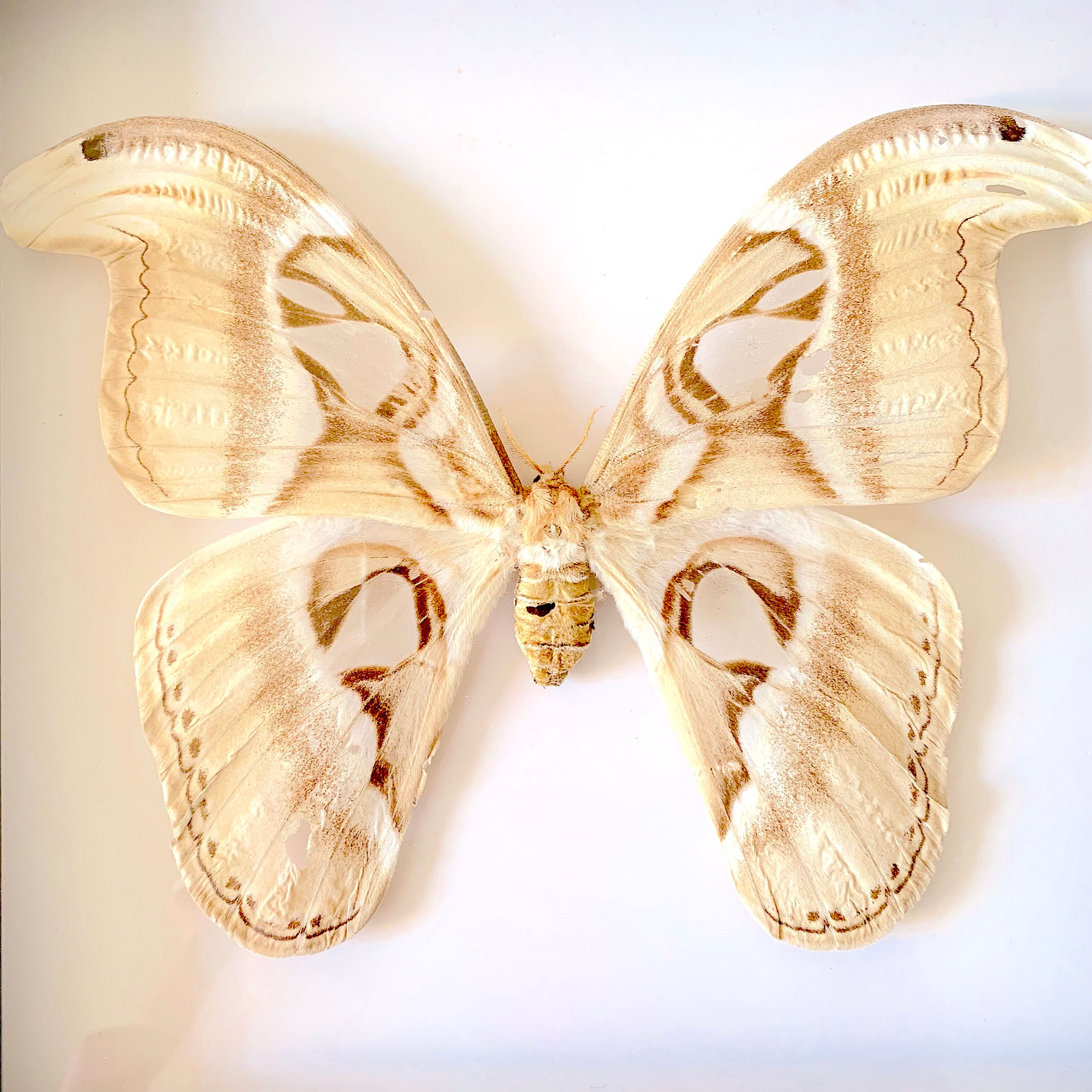 Naturalized butterfly frame