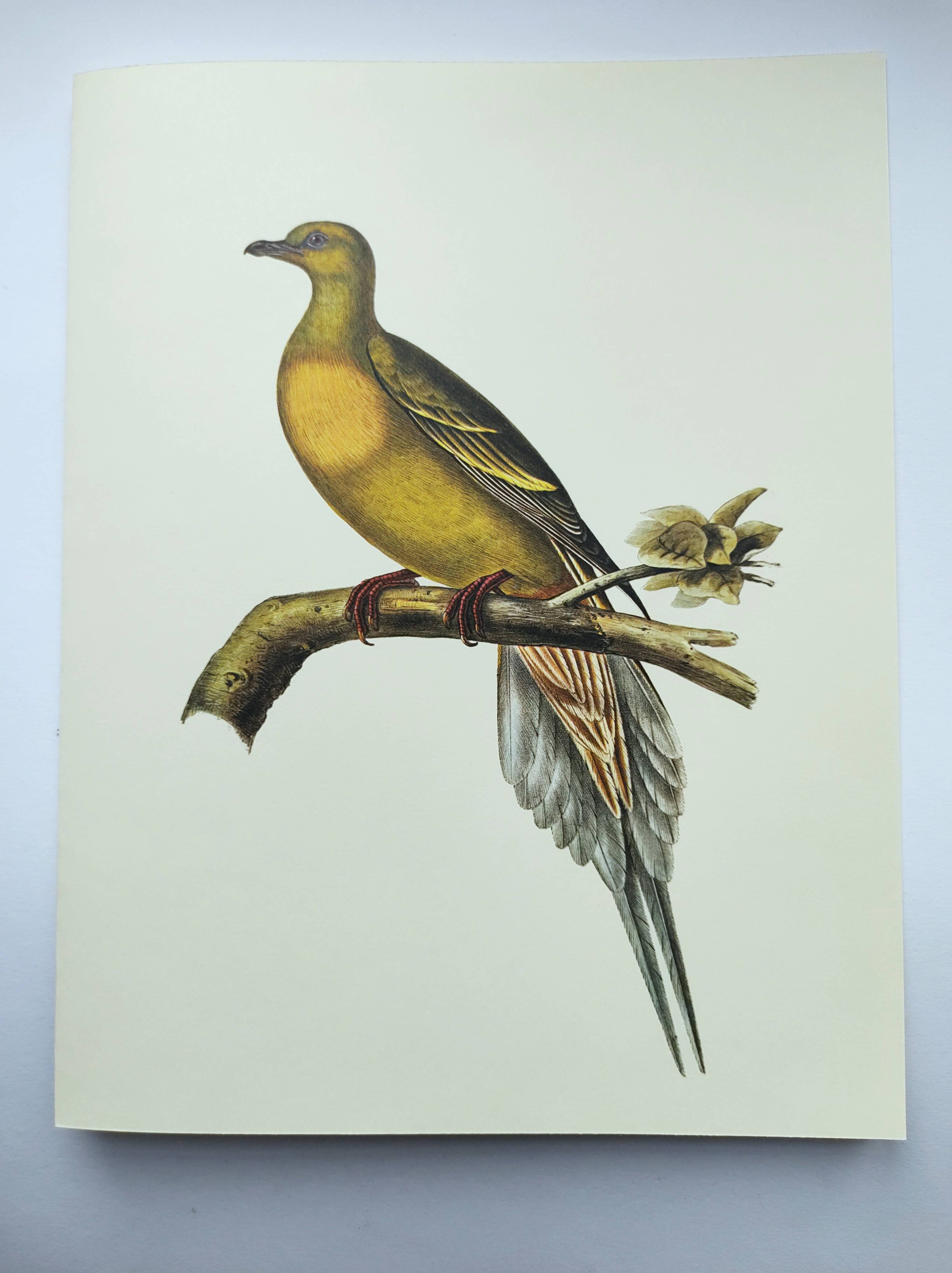 Old illustration - Pointed tail pigeon - Bird plate