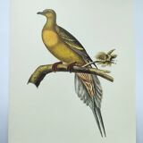 Old illustration - Pointed tail pigeon - Bird plate