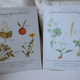 Botanical plates