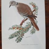 Set of 3 zoological posters birds - turtledoves - snipe