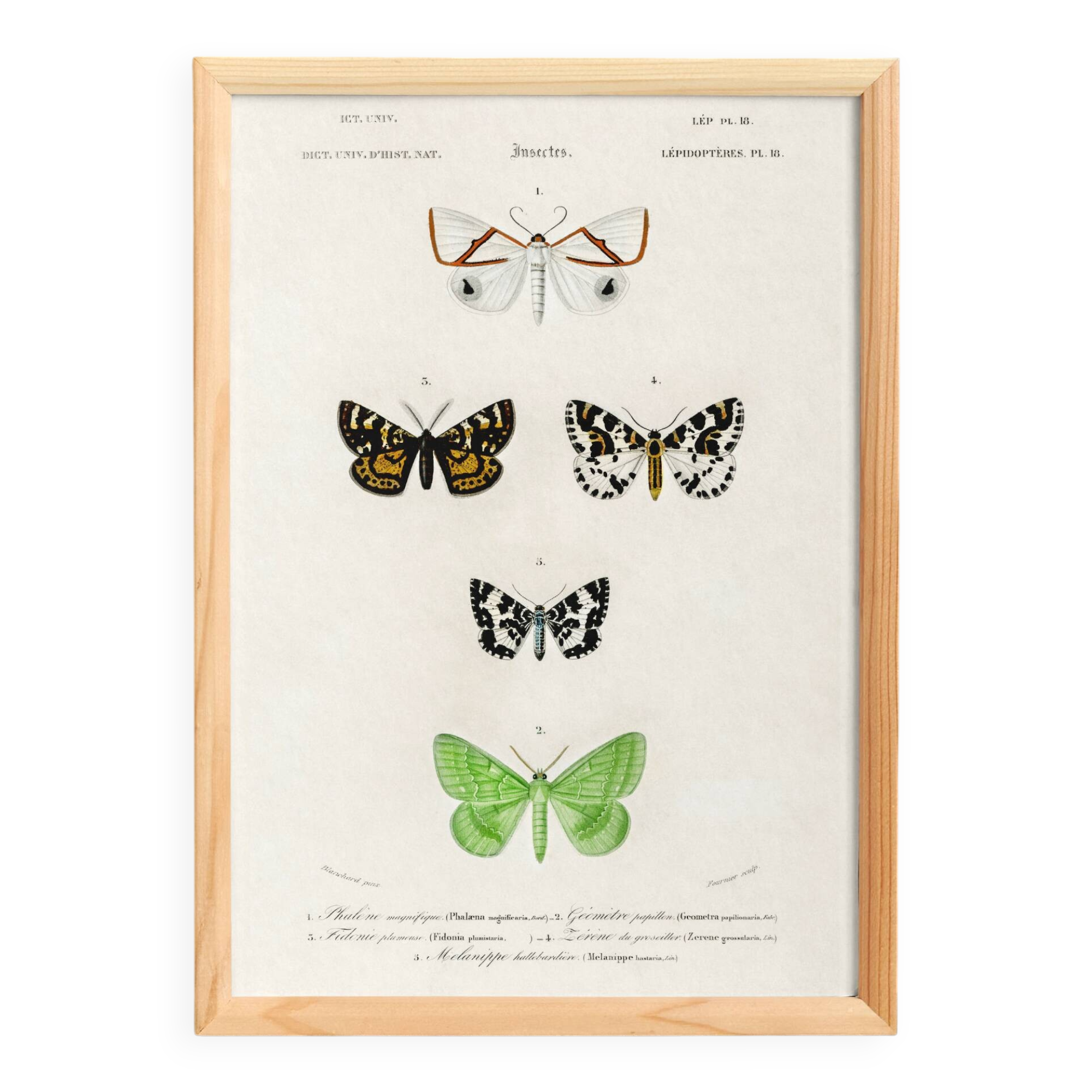 Poster about nocturnal butterflies, based on an old engraving from 1849.