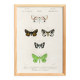 Poster about nocturnal butterflies, based on an old engraving from 1849.
