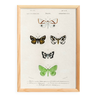 Poster about nocturnal butterflies, based on an old engraving from 1849.