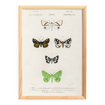 Poster about nocturnal butterflies, based on an old engraving from 1849.