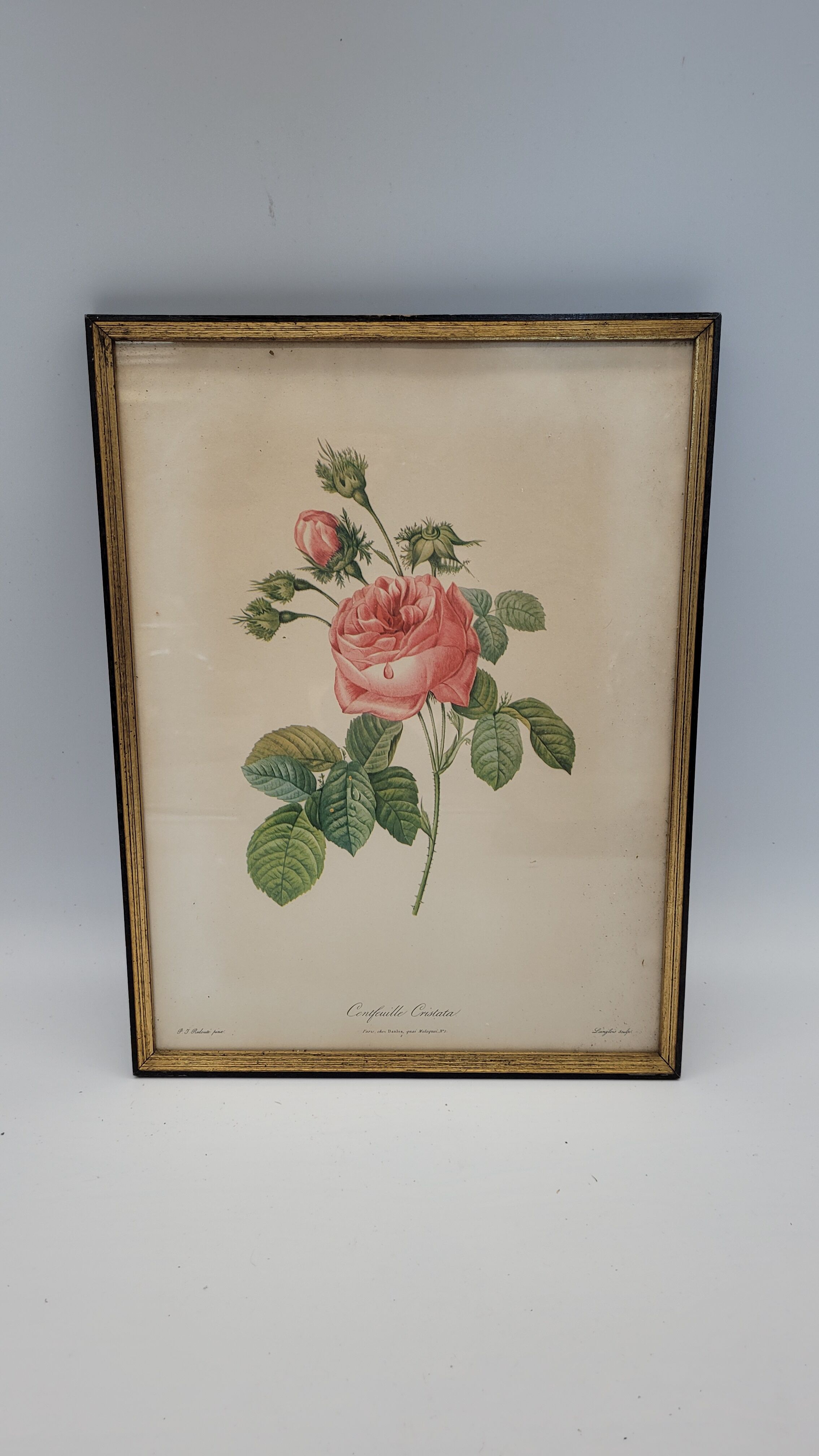 Lithograph rose one hundred leaf cristata