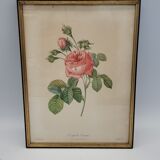 Lithograph rose one hundred leaf cristata