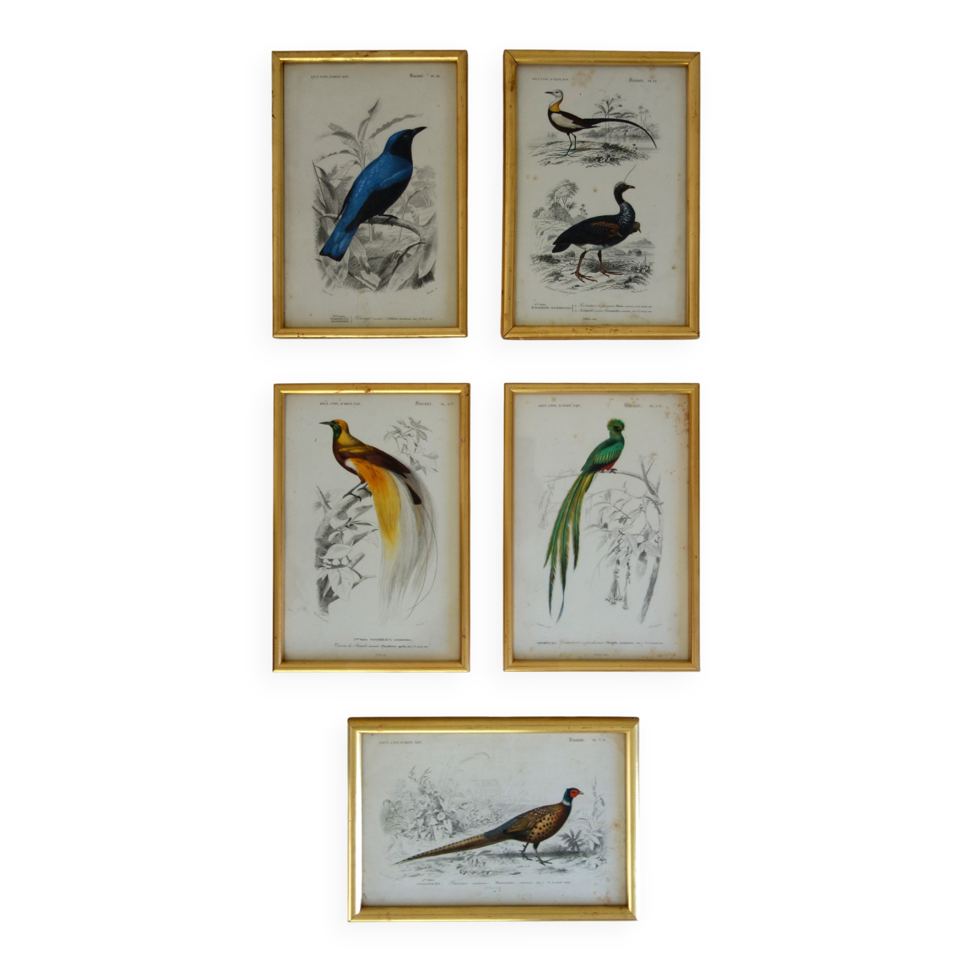 5 framed antique bird engravings