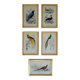 5 framed antique bird engravings