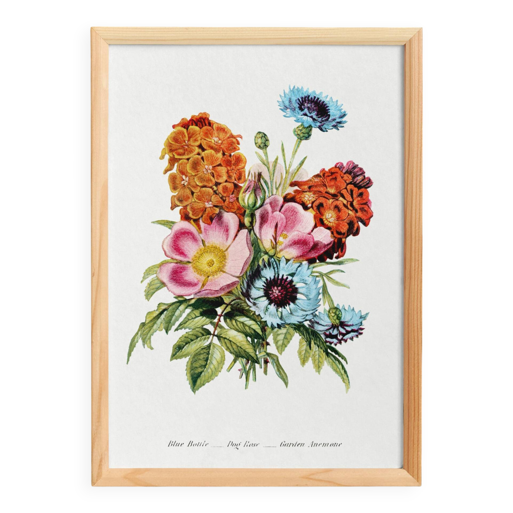 Poster featuring “Wild rose, cornflower and garden anemone”