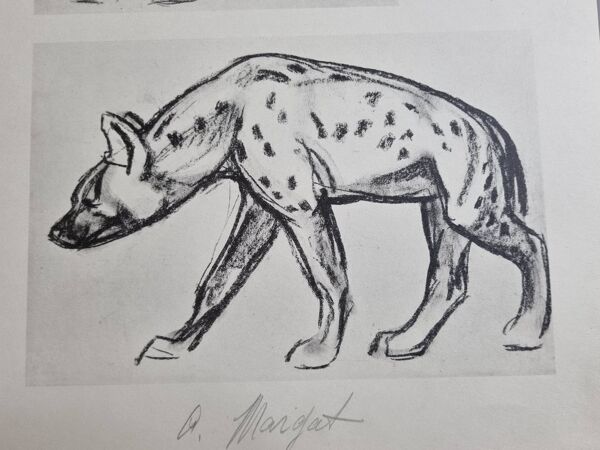 Planche illustrée, Études de lionceau et de hyène, Signée  A. Margat, 1930