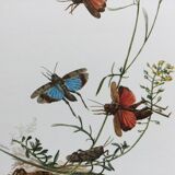 Illustration ancienne "insectes", années 60.