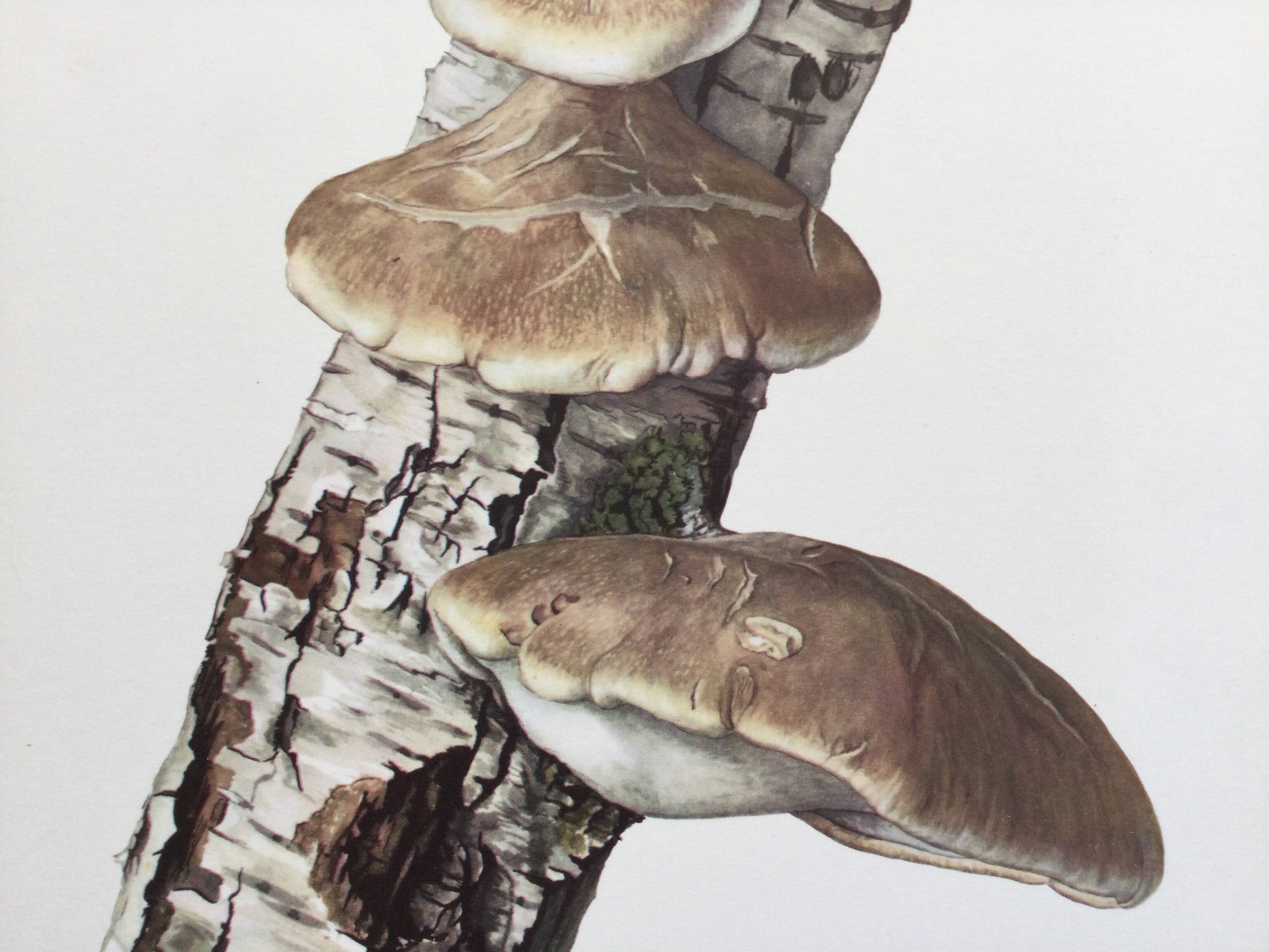Botanical illustration Polypore Mushrooms Vintage print from the 60s.