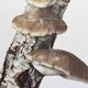 Illustration botanique Champignons  Polypore Impression vintage des années 60.