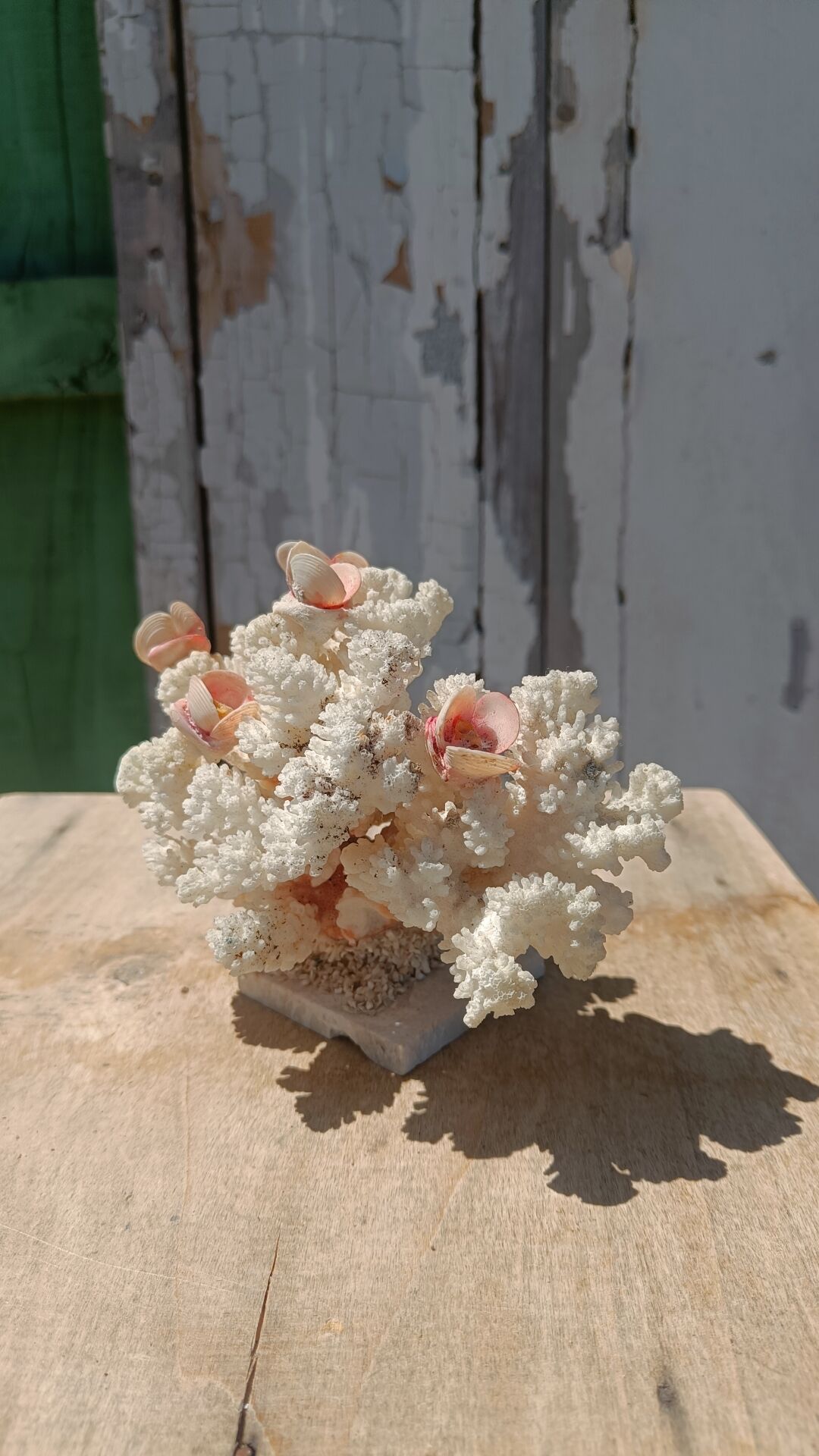 White coral tree with shell